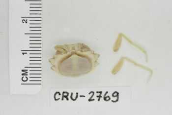 Media type: image;   Invertebrate Zoology CRU-2769 Description: Preserved specimen.;